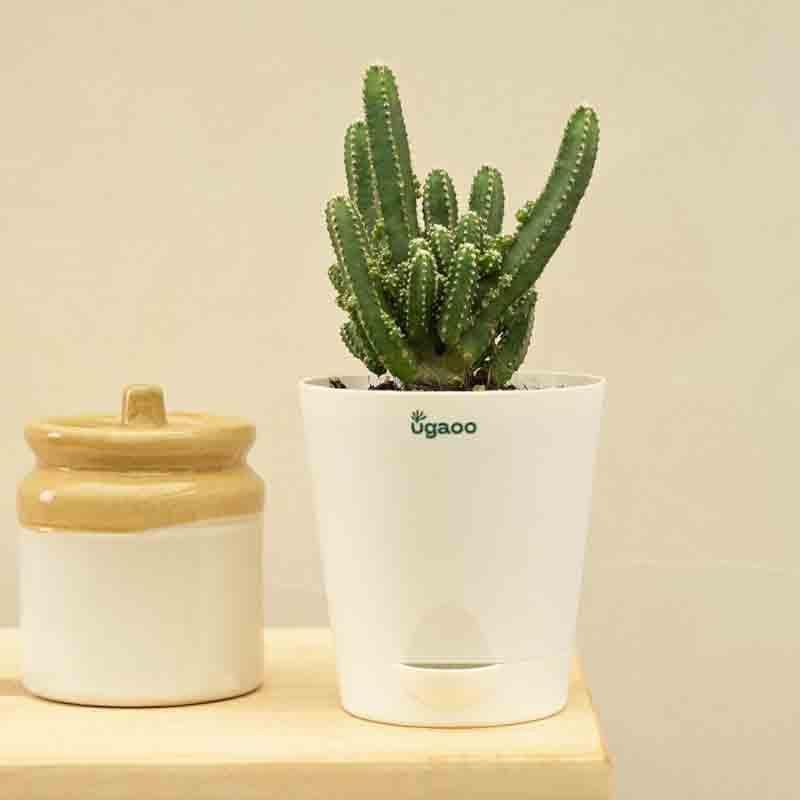 Ugaoo Cactus Plant - Elongated media 6