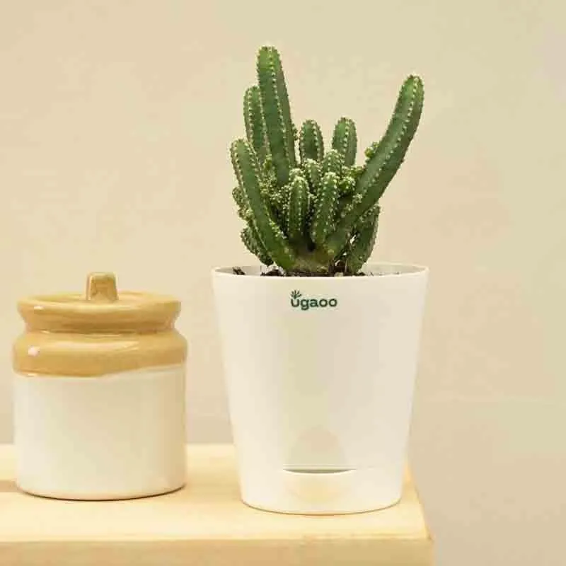 Ugaoo Cactus Plant - Elongated media 6