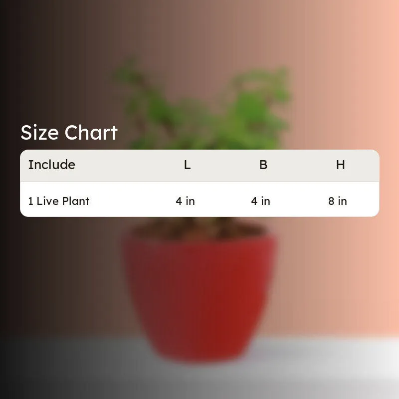 Ugaoo Good Luck Jade Plant With Apple Red Ceramic Pot media 5