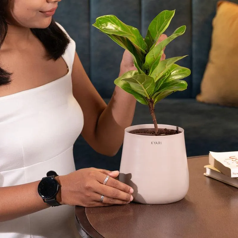 Kyari Fiddle Fig Plant With Metal Self Watering Pot - Beige media 4