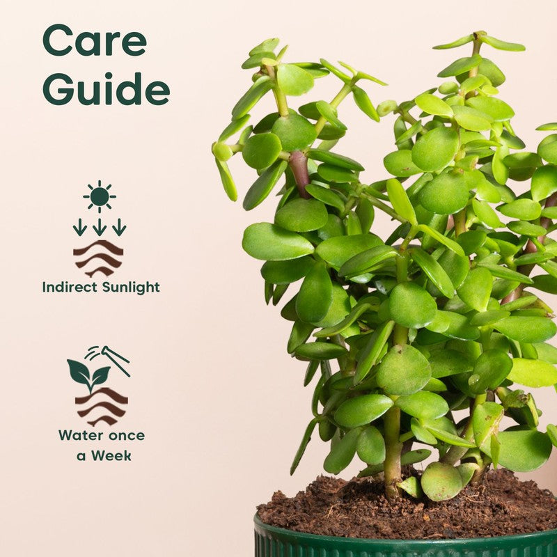 Kyari Jade Plant with Self Watering Pot - Green media 5
