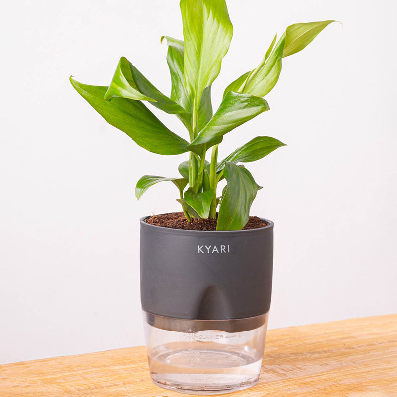 Kyari Peace Lily Plant With Self Watering Pot (Grey) - 18 cm media 6