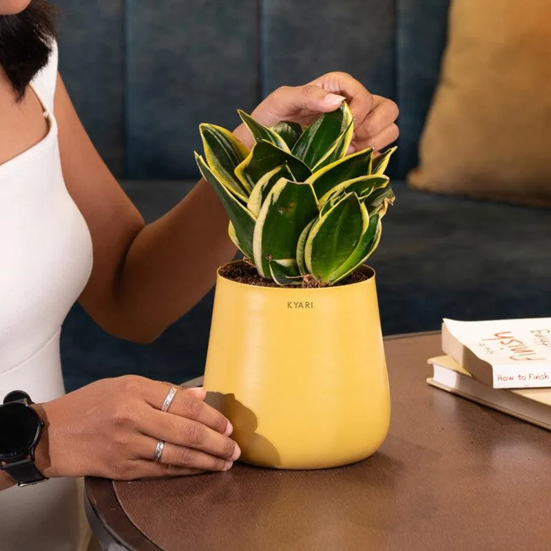 Kyari Golden Hahnii Snake Plant With Metal Self Watering Pot - Yellow media 4