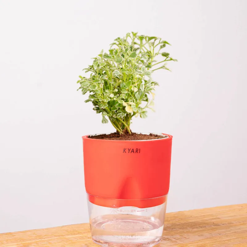 Kyari Aralia Variegated With Self Watering Pot - Red media 7