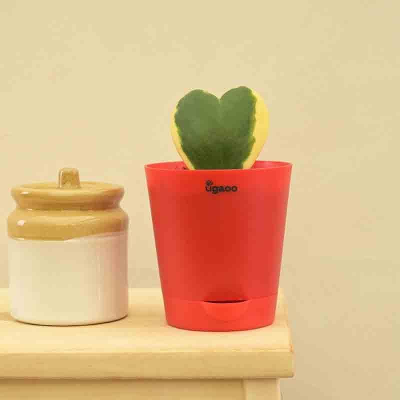 Ugaoo Heart Hoya Plant - Variegated media 3