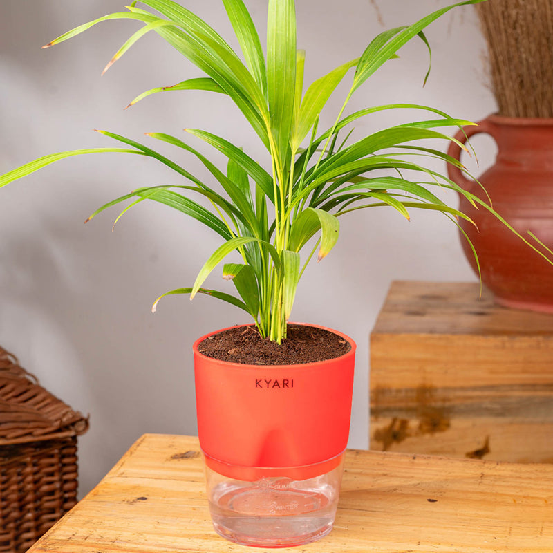 Kyari Areca Palm With Self Watering Pot - Red media 3