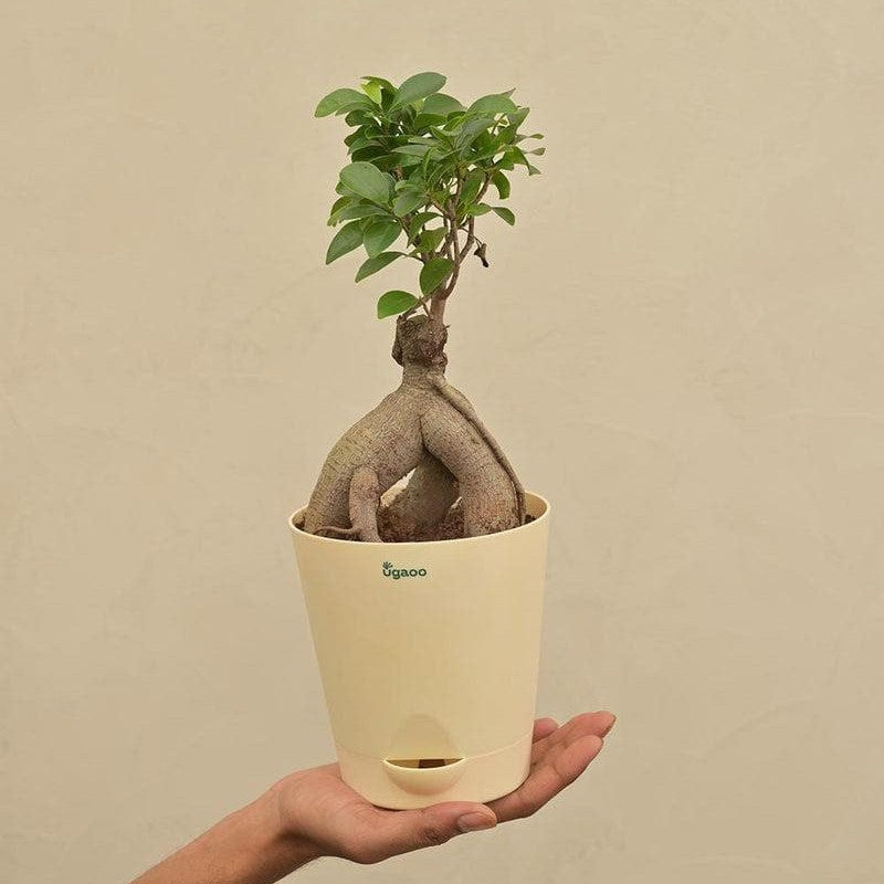 Ugaoo Ficus Bonsai Plant media 7