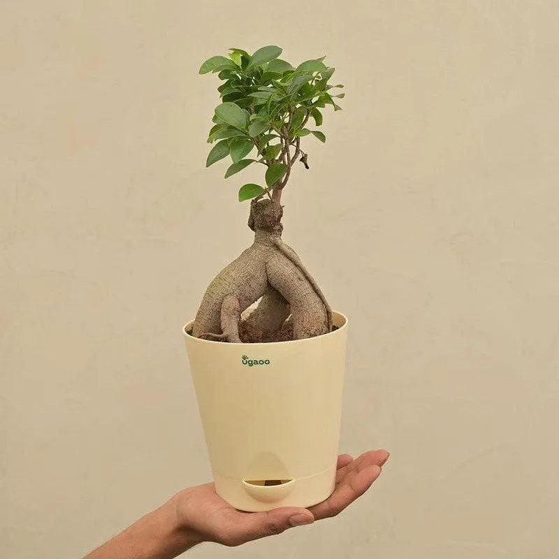 Ugaoo Ficus Bonsai Plant media 7