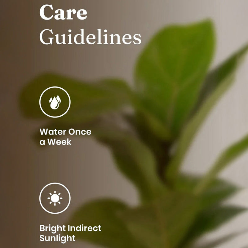 Kyari Fiddle Fig Plant With Self Watering Pot (White) - 18 cm media 5