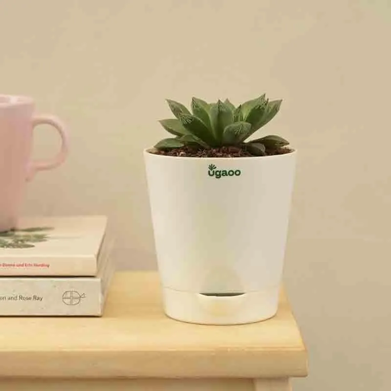 Ugaoo Haworthia Maculata Plant media 4