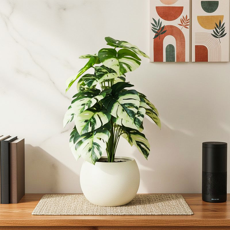 Mona Artificial White Monstera With Black Plastic Pot - 2.6 Feet