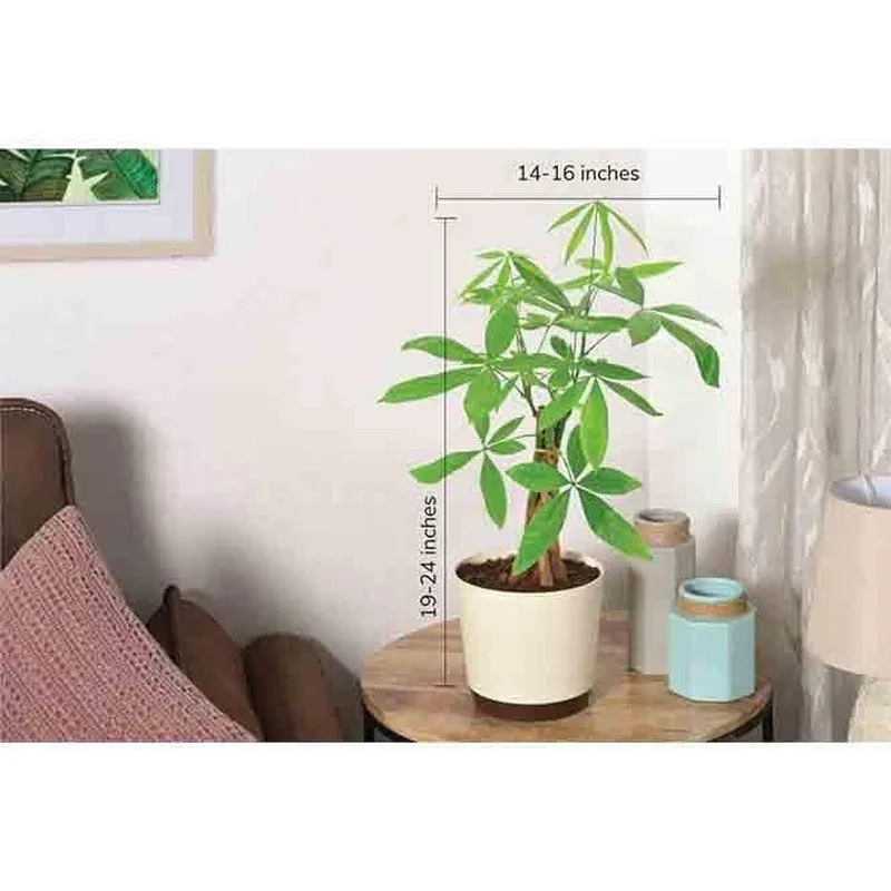 Ugaoo Money Tree media 5