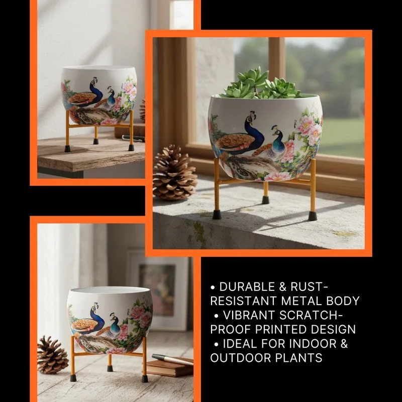 Peacock Pride Pots & Planters media 4