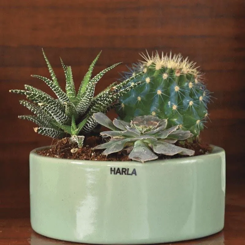 Ugaoo Lilac Stories Ceramic Pot (17.5 CM) - Aqua Green media 4