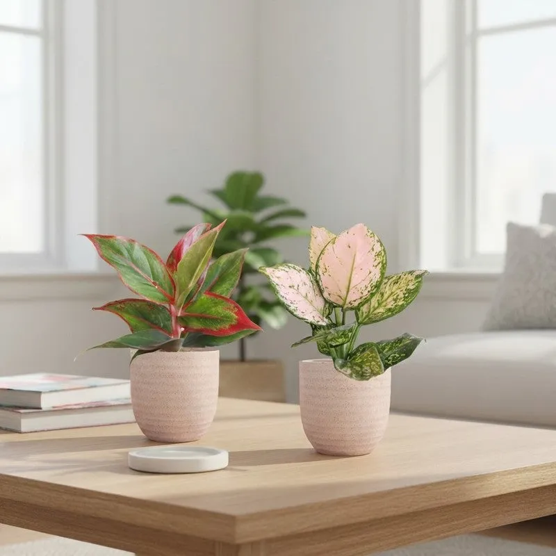Greenkin Aglaonema Wishes & Lipstick Live Plants (Ivory) - Set Of Two media 1