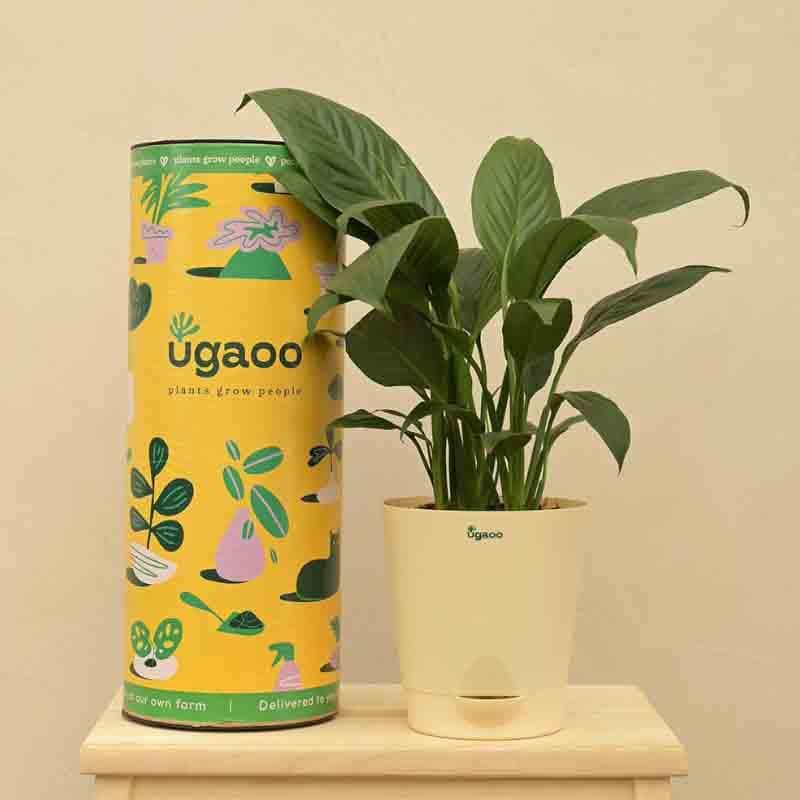Ugaoo Peace Lily Plant - 20cm media 7