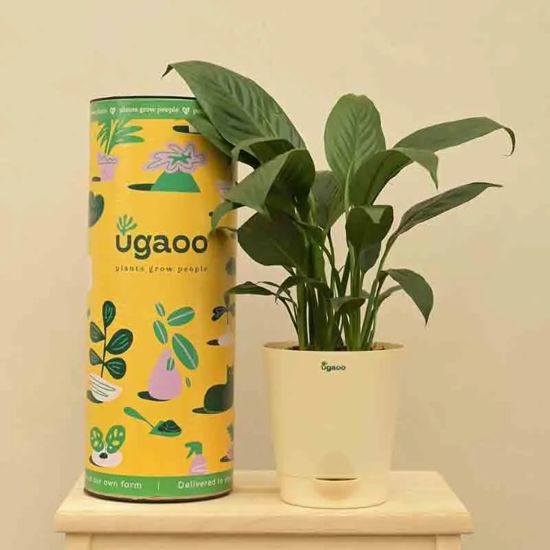 Ugaoo Peace Lily Plant - 20cm media 7