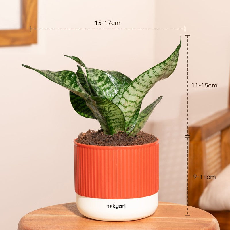 Kyari Snake Plant with Self Watering Pot - Red media 7