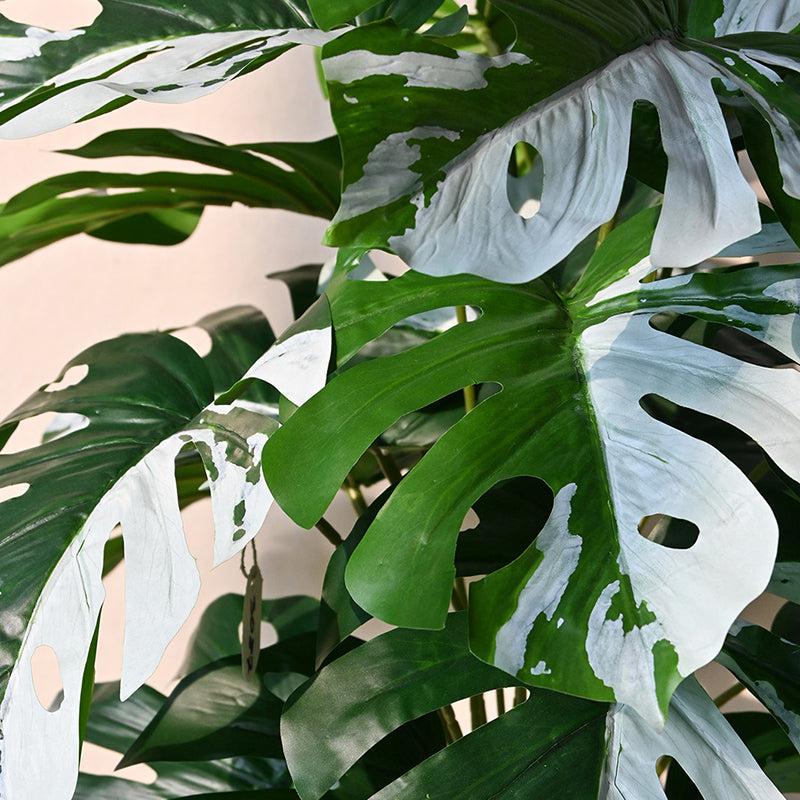 Faux Everlasting Monstera Plant With Black Plastic Pot (Green, White) - 79 cm (2.6 ft) media 4