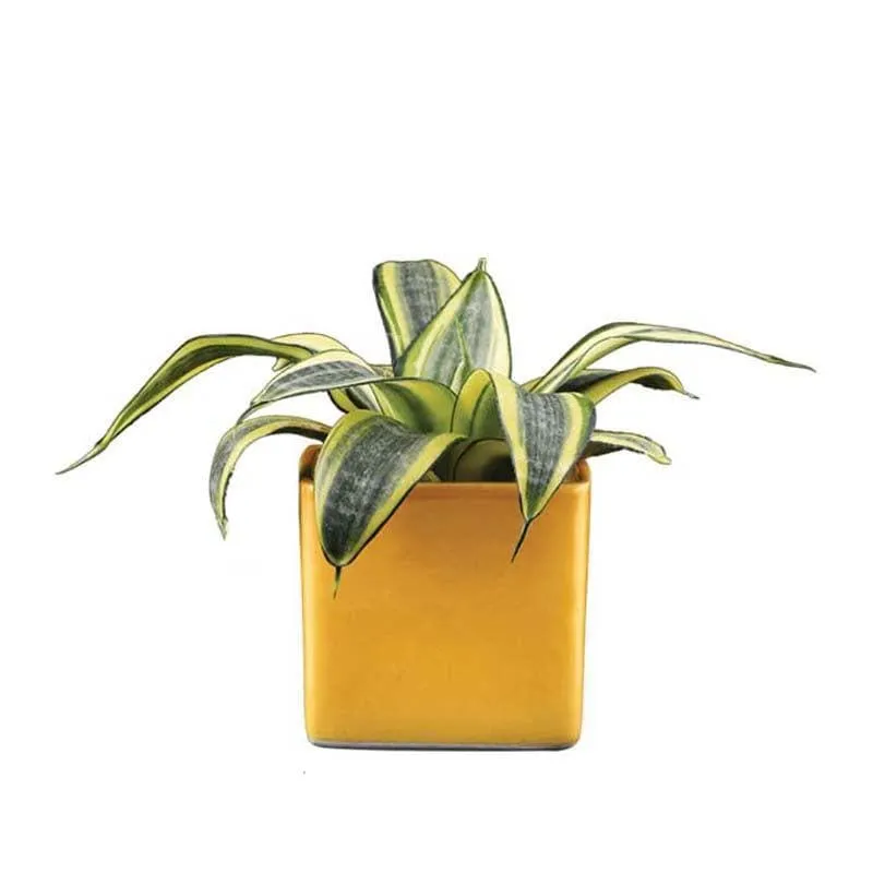 Ugaoo Square Yellow Ceramic Pot media 3