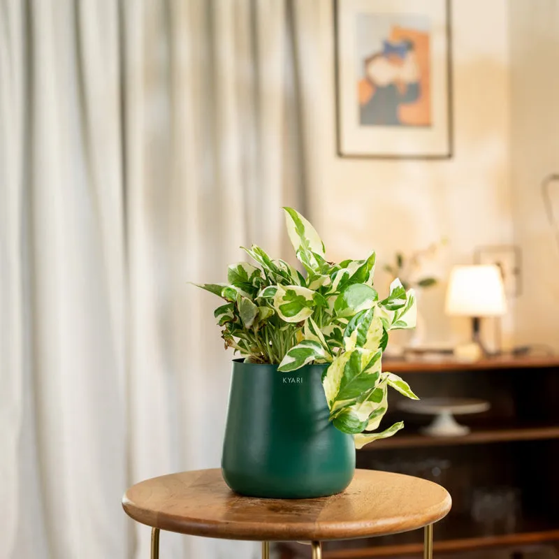 Kyari Money Plant With Metal Self Watering Pot - Green media 1