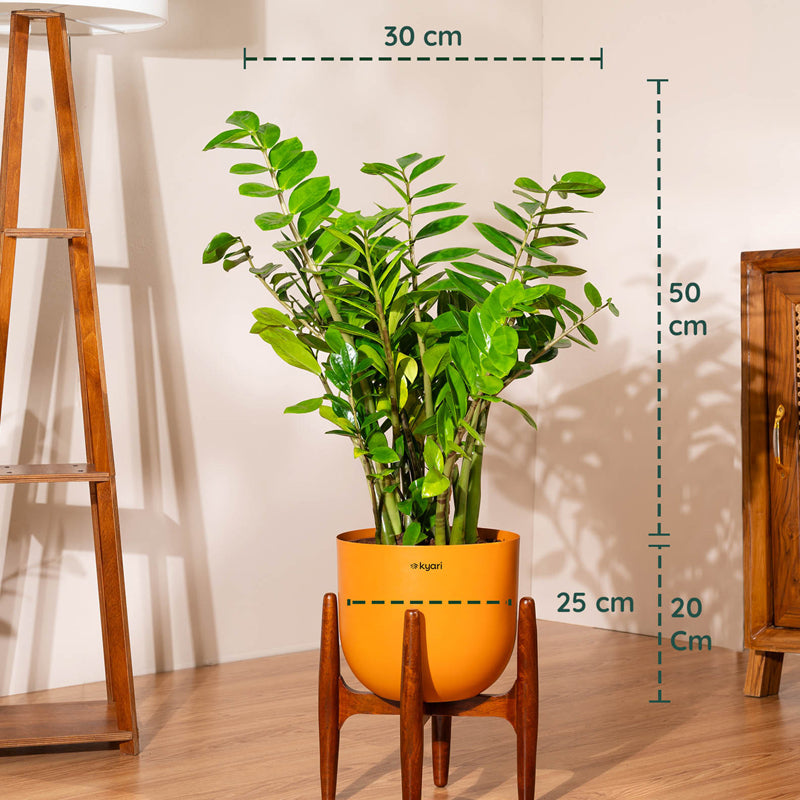 Kyari Green ZZ Plant With Metal Self Watering Pot (Orange) media 5