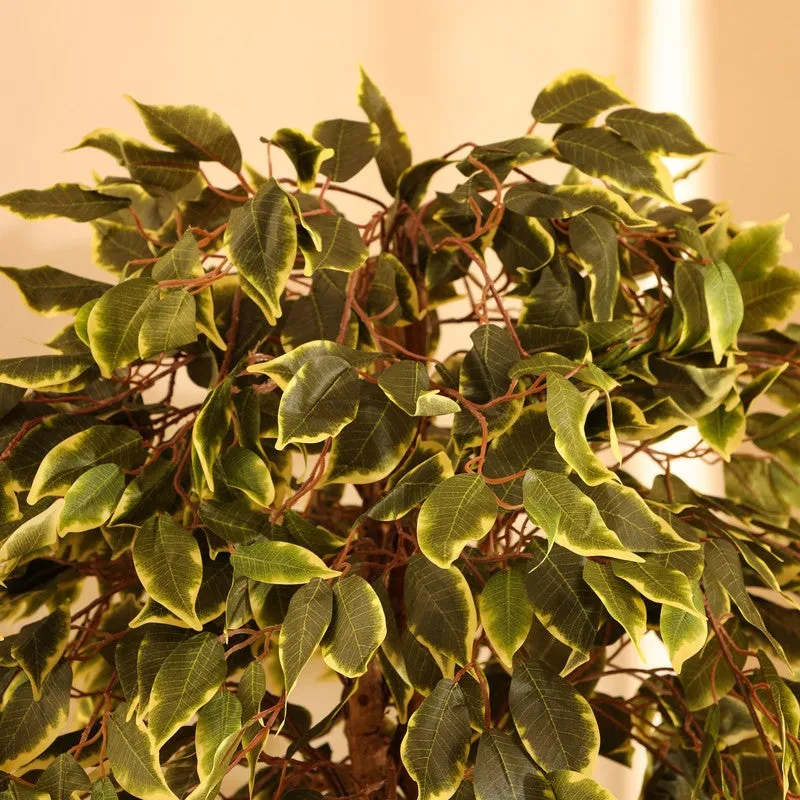 Artificial Variegated Ficus Plant With Black Plastic Pot - 6 ft media 5