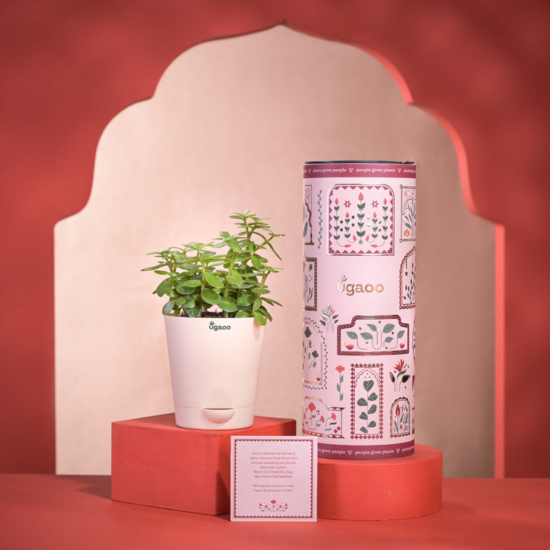 Live Plants