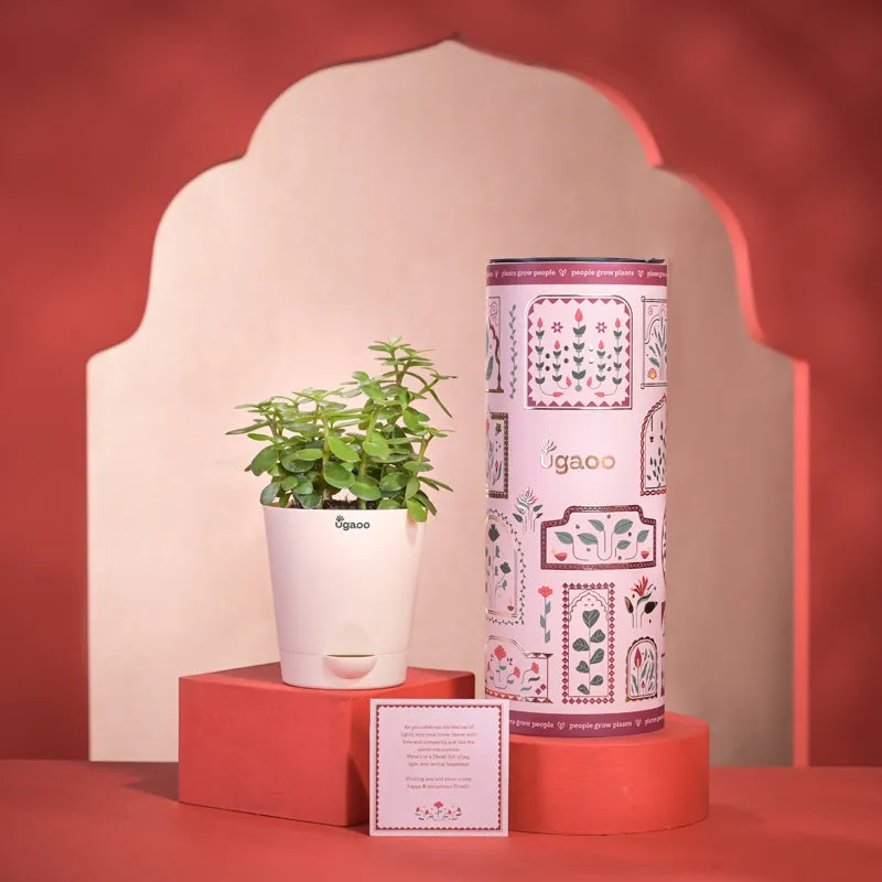 Jade Mini Plant With Self Watering Pot Diwali Gift media 1