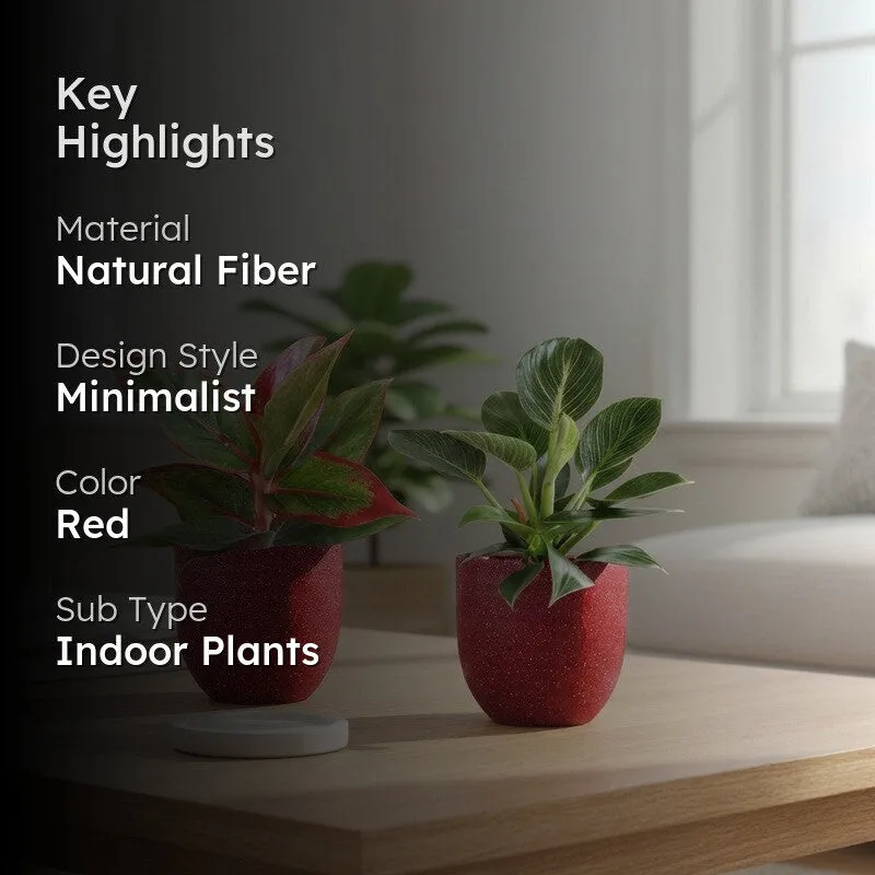 Greenkin Aglaonema Lipstick & Birkin Live Plants (Red) - Set Of Two media 2