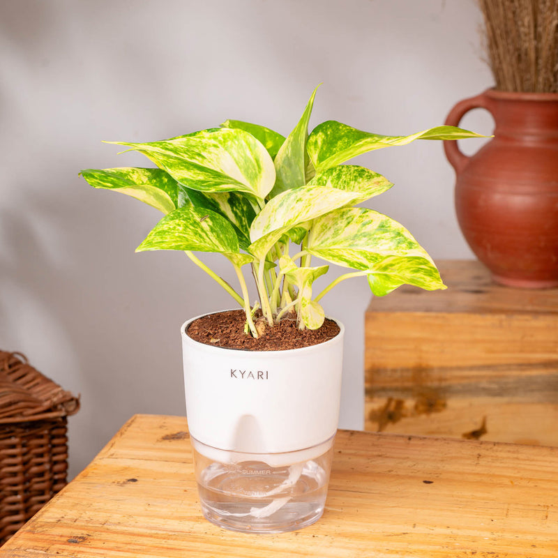 Kyari Money Variegated Plant With Self Watering Pot (White) - 18 cm media 5