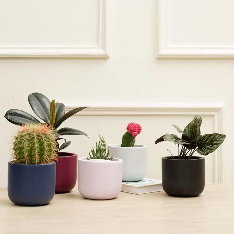 Oh-So Cute Planters - Set Of Five media 1