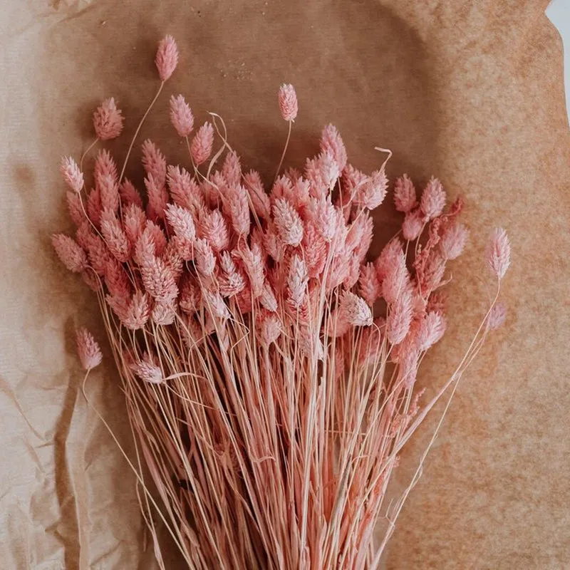 Dried Phalaris Flower Stick (Pink) - Set of Thirty media 1