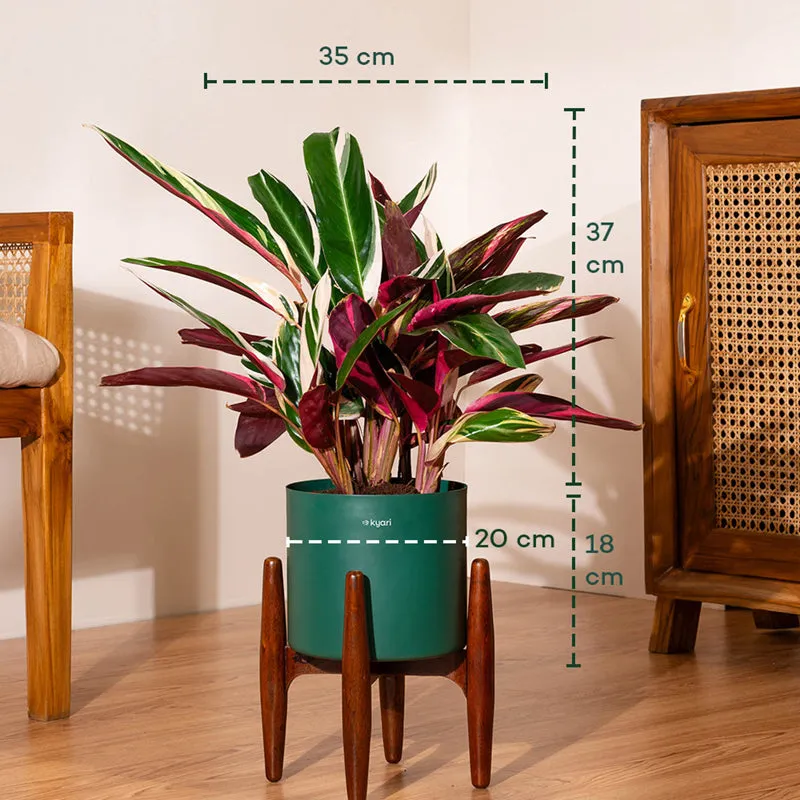 Kyari Calathea Plant With Metal Self Watering Pot (Green) - 2 Feet media 5