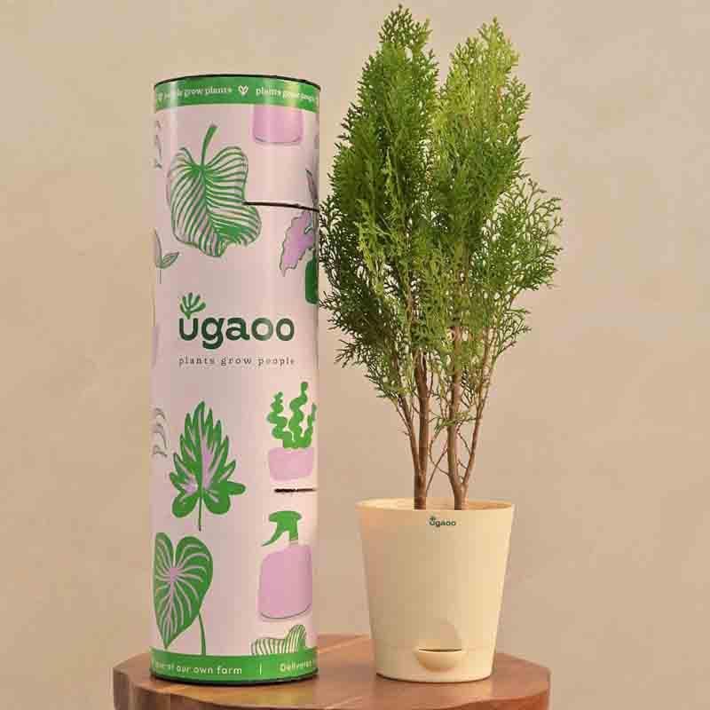 Live Plants