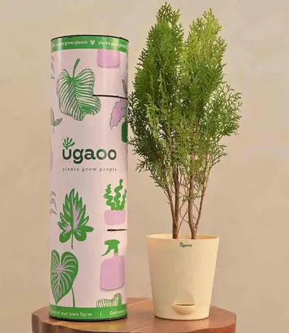 Live Plants