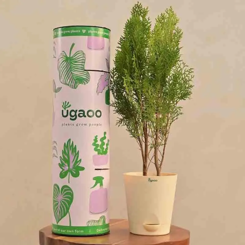 Ugaoo Thuja Plant media 1
