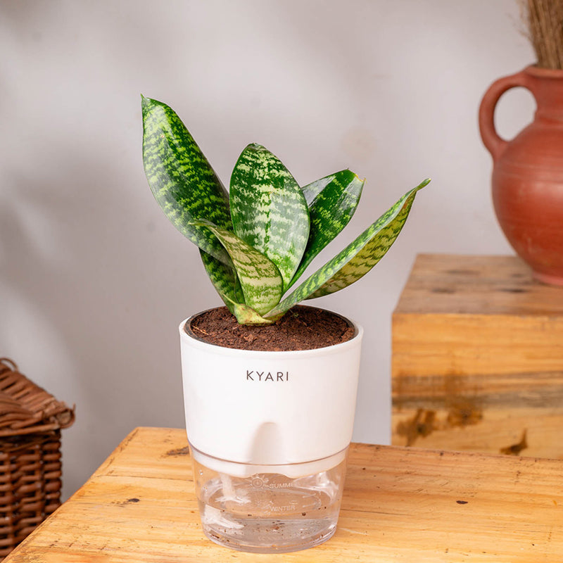 Kyari Sansevieria Snake Plant With Self Watering Pot (White) - 18 cm media 3