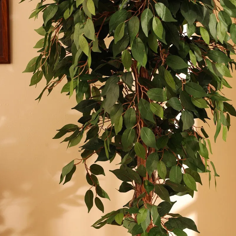 Artificial Green Ficus Plant With Black Plastic Pot - 7 ft media 8
