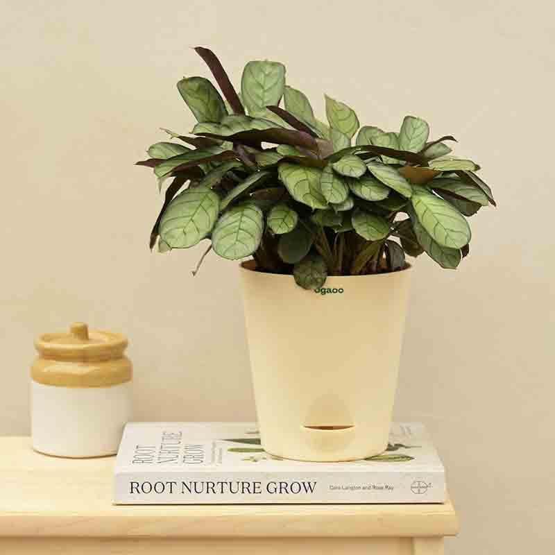 Ugaoo Calathea Prayer Plant - Medium media 4