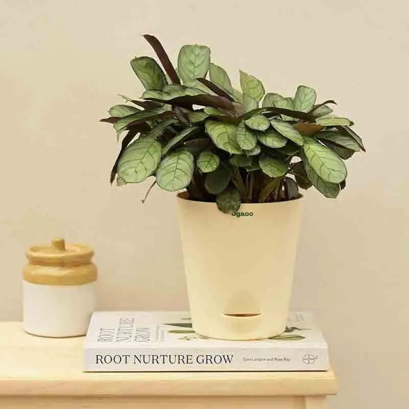 Ugaoo Calathea Prayer Plant - Medium media 4