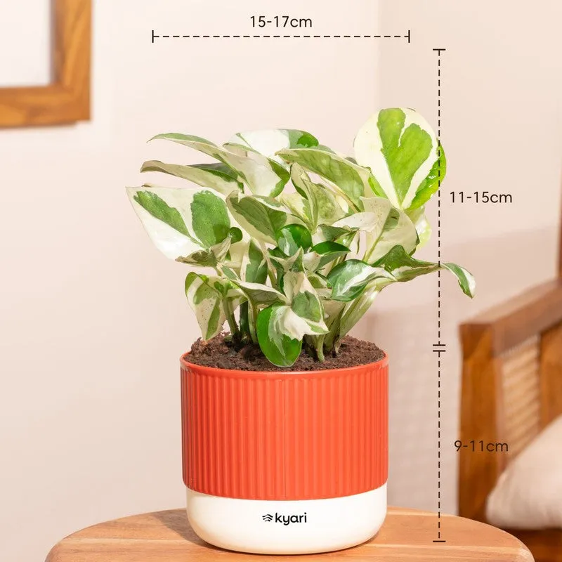Kyari Money Plant with Self Watering Pot - Red - 7