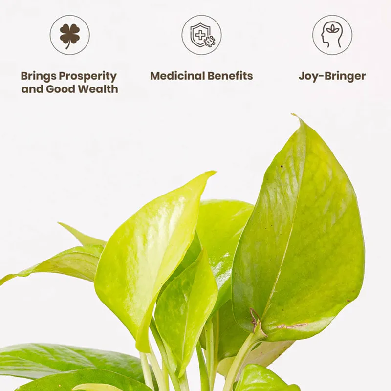 Kyari Golden Pothos With Self Watering Pot (Yellow) - 18 cm media 4