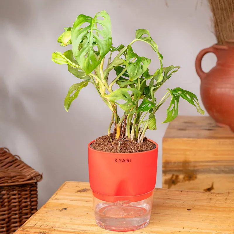 Kyari Philodendron/Broken Heart Plant With Self Watering Pot (Red) - 18 cm media 3