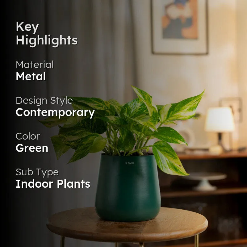 Kyari Areca Palm With Metal Self Watering Pot - Green media 2