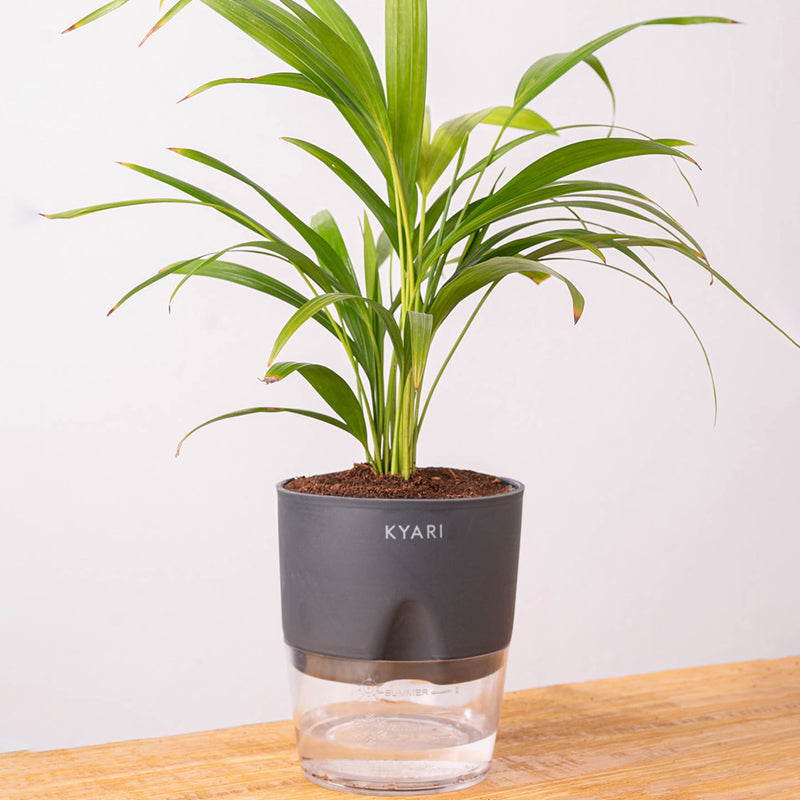 Kyari Areca Palm With Self Watering Pot - Grey media 7