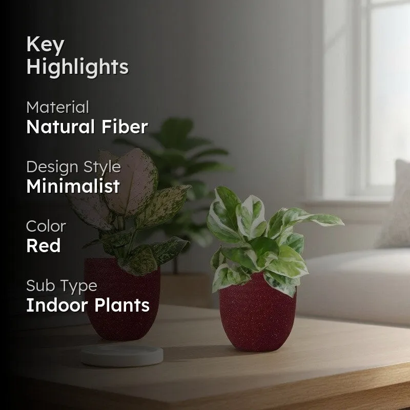 Greenkin Aglaonema Wishes & Njoy Live Plants (Red) - Set Of Two media 2