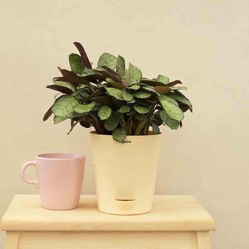 Live Plants