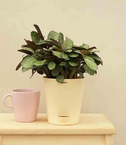 Live Plants