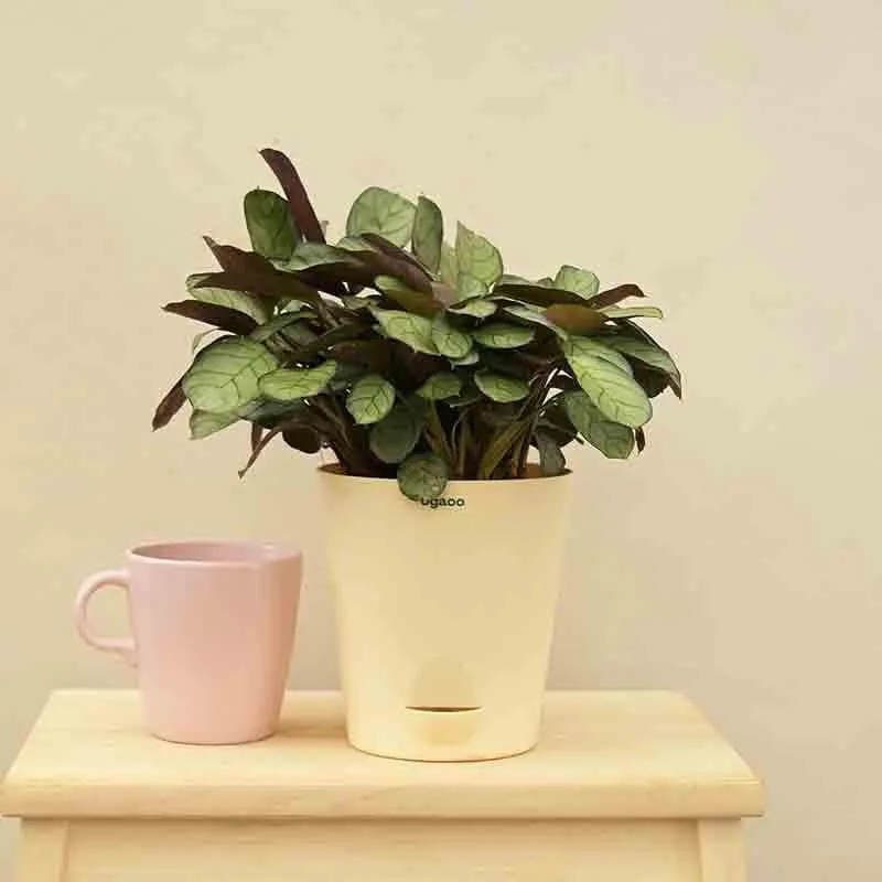 Ugaoo Calathea Prayer Plant - Medium media 1